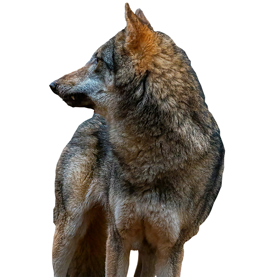 Wolf